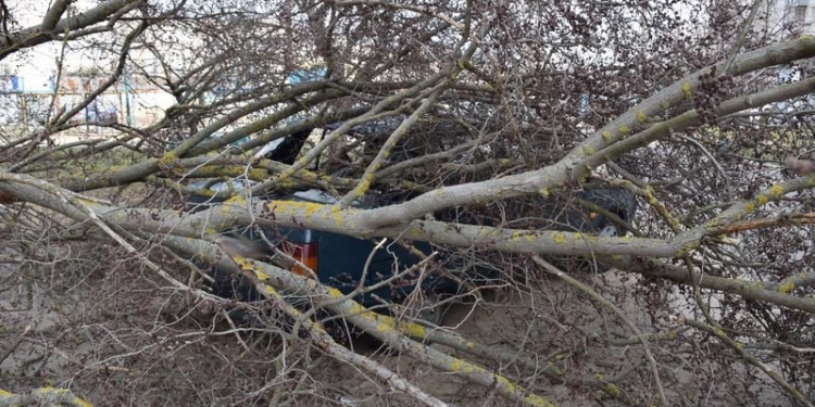 На Намыве в нескольких метрах от детской площадки на машину упало дерево