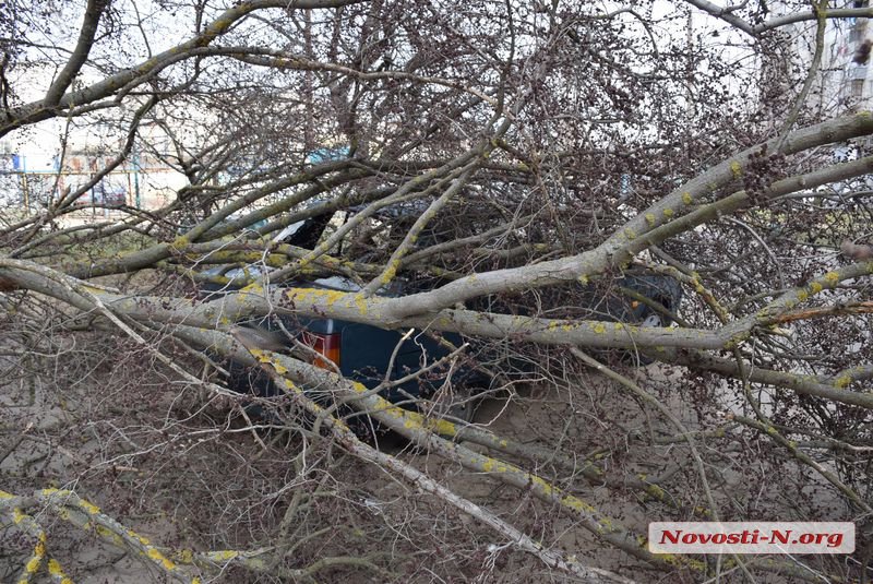 На Намыве в нескольких метрах от детской площадки на машину упало дерево 11