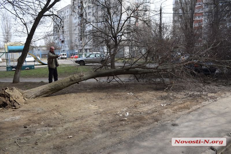 На Намыве в нескольких метрах от детской площадки на машину упало дерево 13