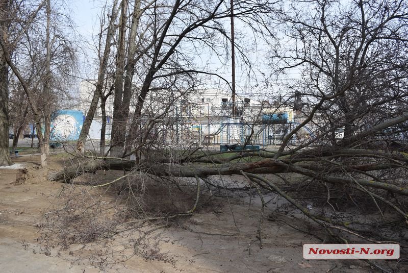 На Намыве в нескольких метрах от детской площадки на машину упало дерево 15