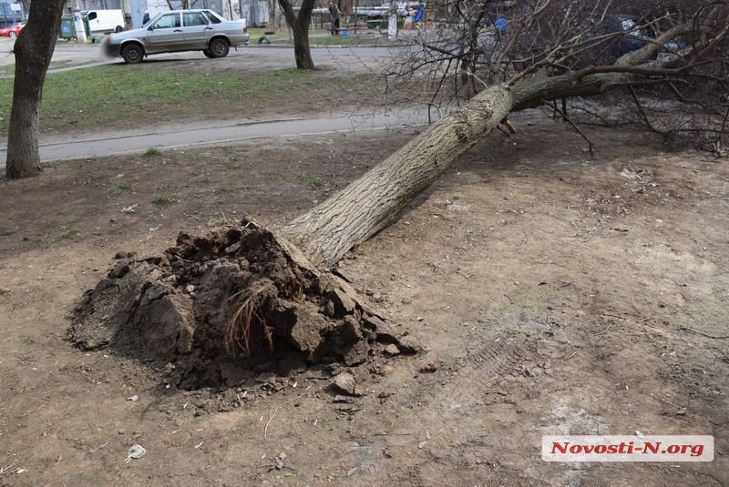 На Намыве в нескольких метрах от детской площадки на машину упало дерево 17