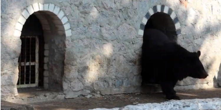 В Харьковском зоопарке проснулись медведи