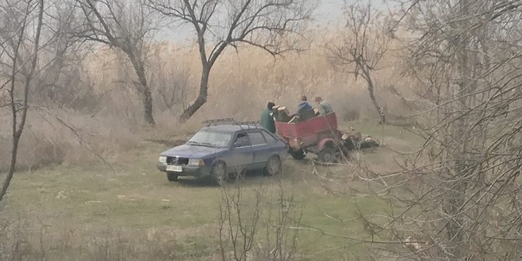 Когда даже депутат горсовета ничего не может сделать: в Николаеве безнаказанно пилят деревья на дрова
