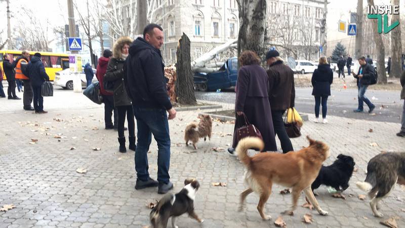 В Николаеве тополь рухнул прямо на проезжую часть – под ним оказалась машина 10