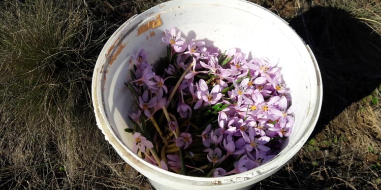 На Николаевщине задержали трех человек, которые собирали в заповеднике цветы из Красной книги