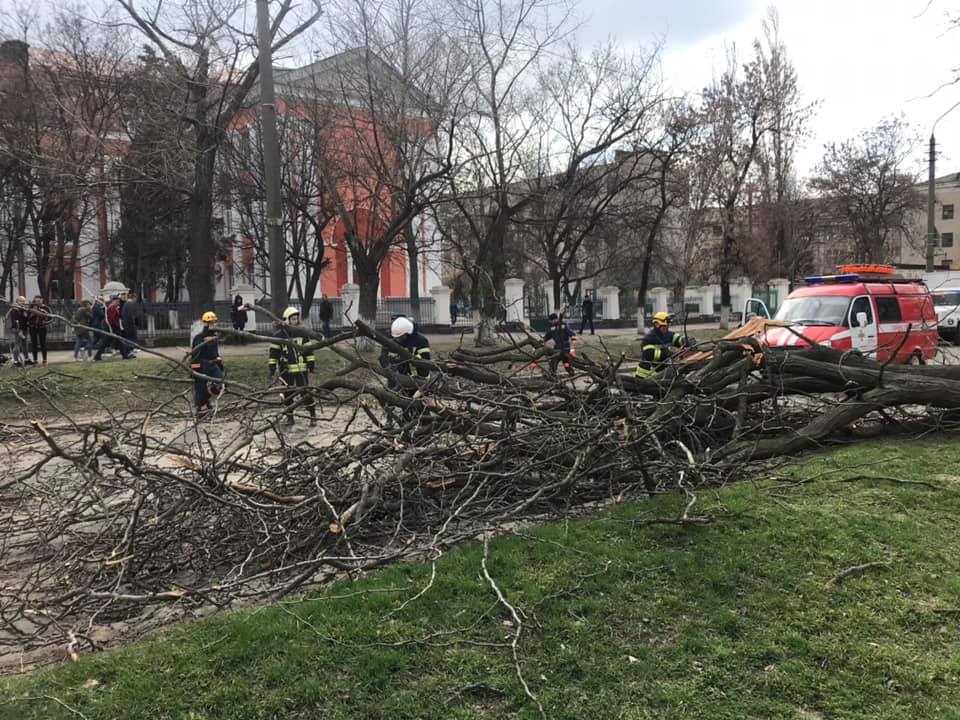 Дерево рухнуло на маршрутку с пассажирами в Николаеве 1