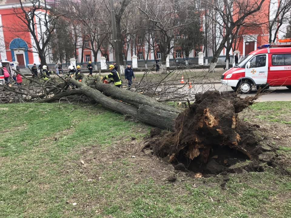 Дерево рухнуло на маршрутку с пассажирами в Николаеве 7