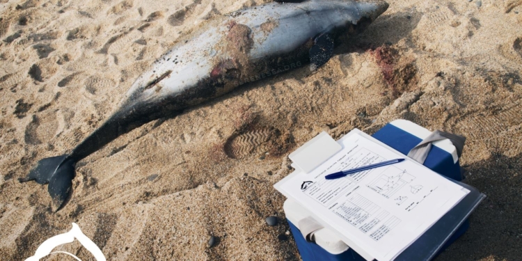 Возле берегов оккупированной Евпатории массово гибнут дельфины