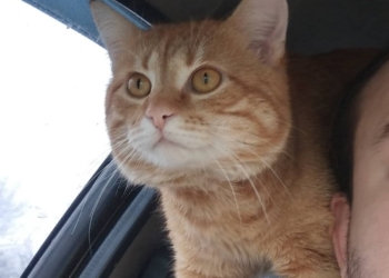 Кот-таксист работает в Харькове со своим хозяином