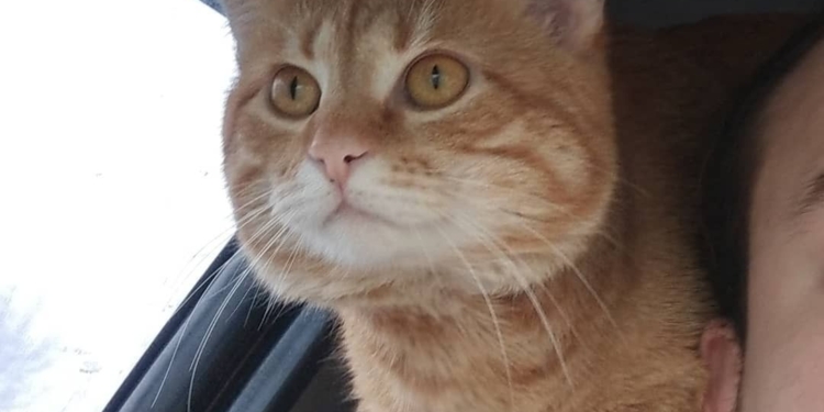 Кот-таксист работает в Харькове со своим хозяином