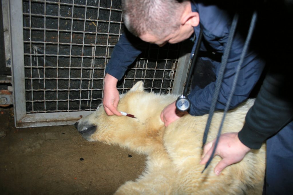 Белых медведей из Николаевского зоопарка обследовали и чипировали. Сметанка действительно оказалась девочкой 15