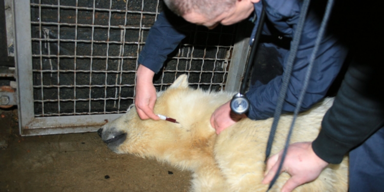 Белых медведей из Николаевского зоопарка обследовали и чипировали. Сметанка действительно оказалась девочкой