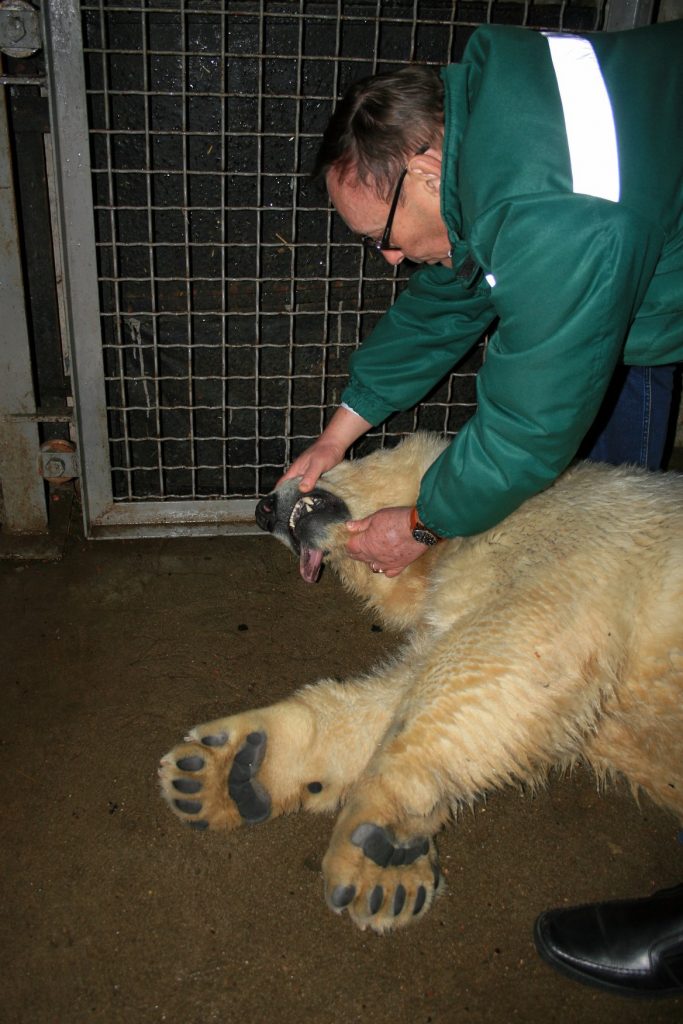 Белых медведей из Николаевского зоопарка обследовали и чипировали. Сметанка действительно оказалась девочкой 19
