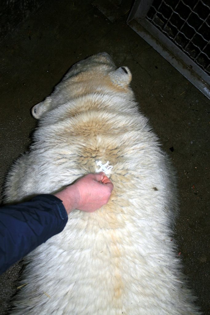 Белых медведей из Николаевского зоопарка обследовали и чипировали. Сметанка действительно оказалась девочкой 13