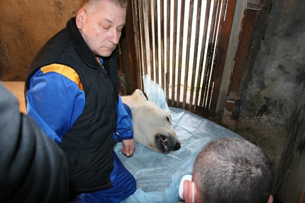 Белых медведей из Николаевского зоопарка обследовали и чипировали. Сметанка действительно оказалась девочкой 1