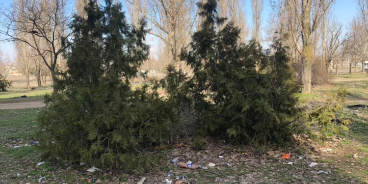 Вандалы за несколько дней растащили 85 кустов можжевельника, высаженных «Ника-Терой» в Корабельном районе