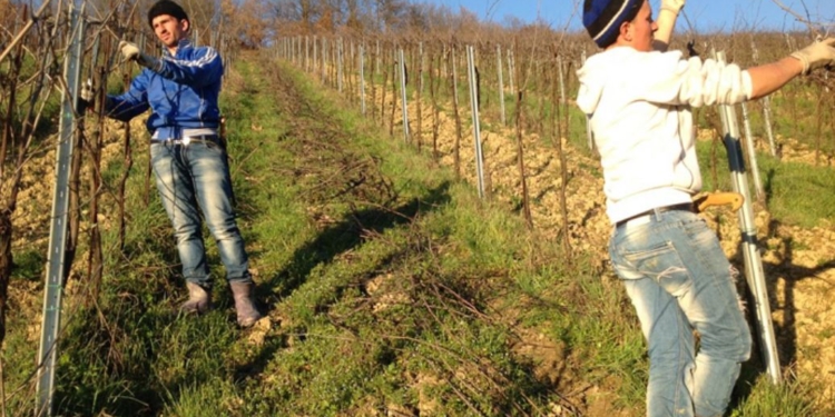 На Херсонщине из обрезков садов и виноградников сделают брикеты