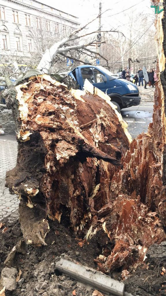 В Николаеве тополь рухнул прямо на проезжую часть – под ним оказалась машина 18