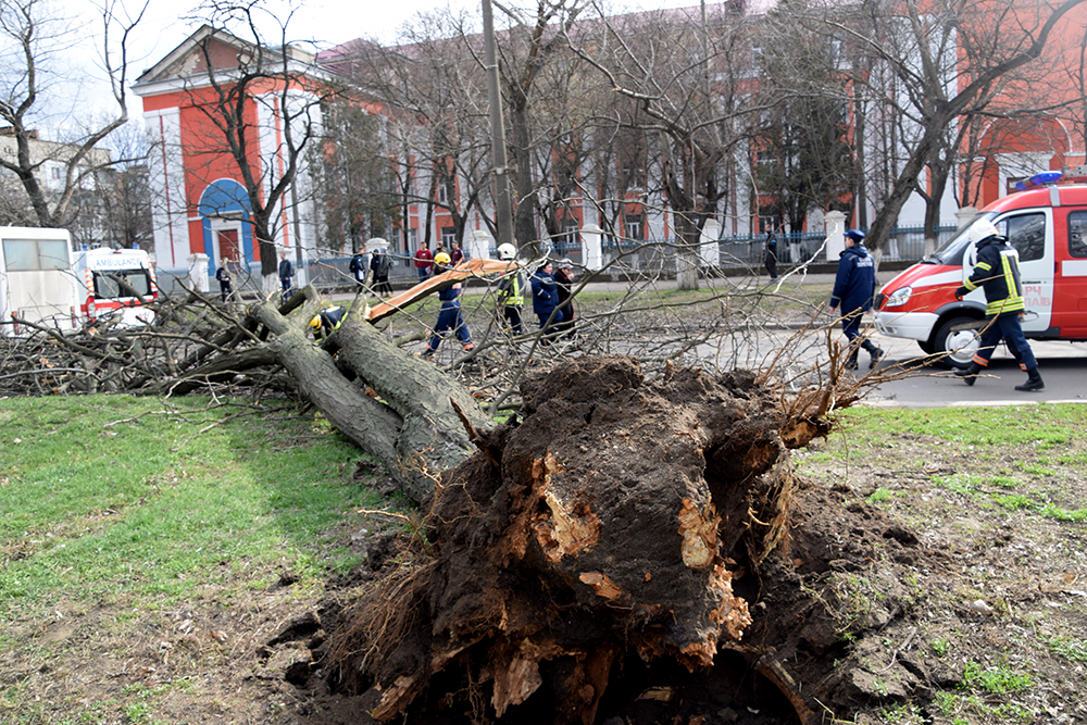 При падении дерева на маршрутку в Николаеве пострадали дети 1