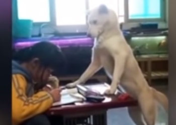 Китаец научил собаку следить за дочерью, чтобы она делала уроки и не отвлекалась на телефон