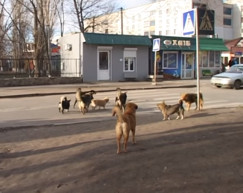 Жители Вознесенска заявили о критической ситуации с бродячими собаками: требуют создать карантинную площадку и приют 9