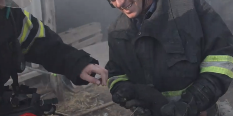 Услышали писк в здании. Николаевские огнеборцы на пожаре спасли трех новорожденных щенков