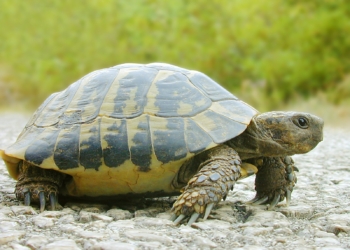 Матч молодежной сборной Украины прервали из-за появления на поле черепах