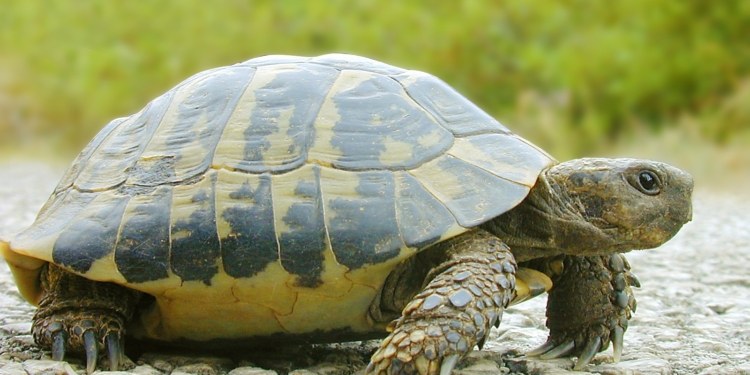 Матч молодежной сборной Украины прервали из-за появления на поле черепах