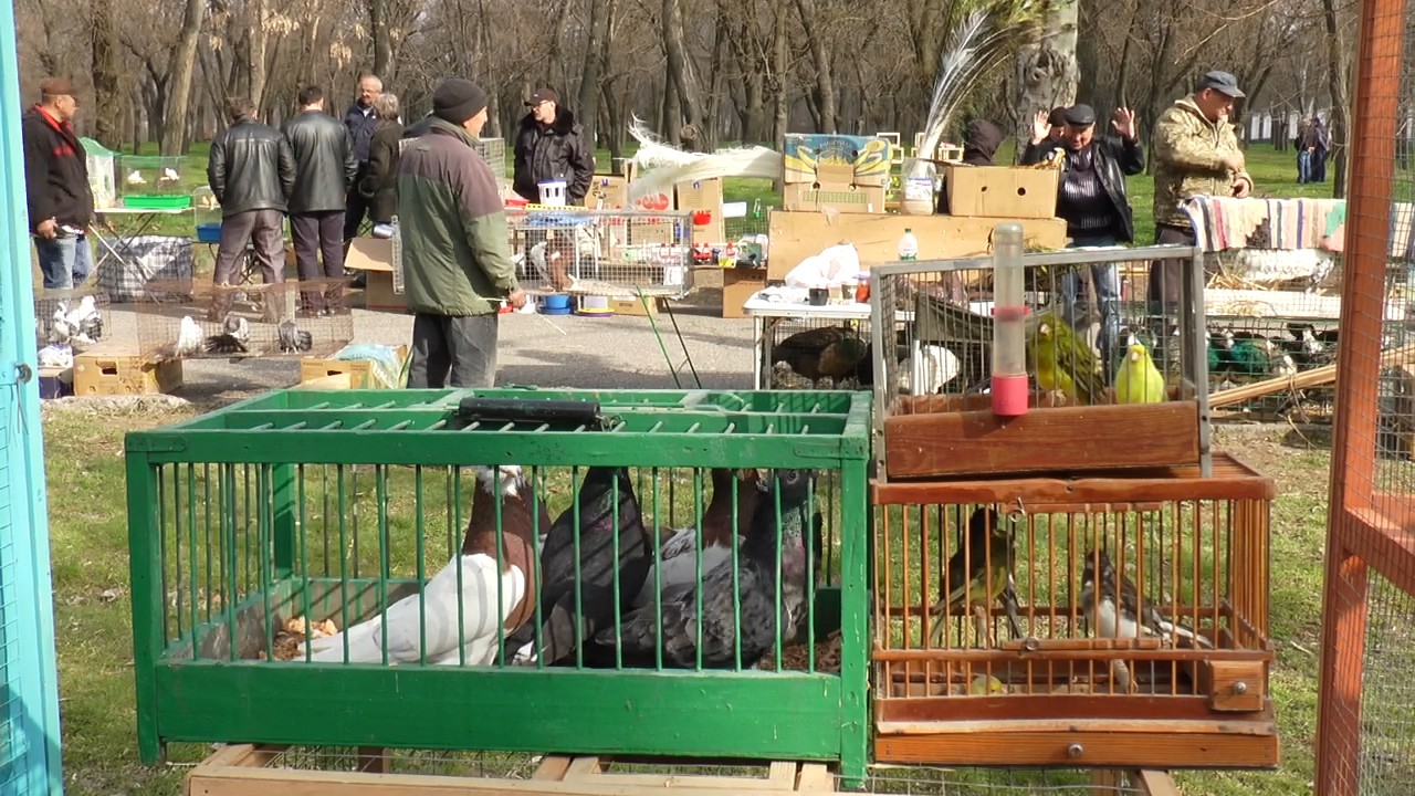 В Николаеве состоялась ежегодная выставка голубей и декоративных птиц