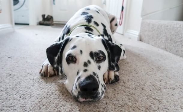 Ценой своей жизни. В Индии пес защитил семью от кобры