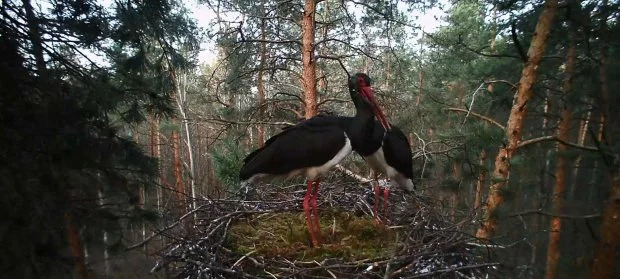 Украинские орнитологи устанавливают фотоловушки, чтобы узнать больше о редких черных аистах