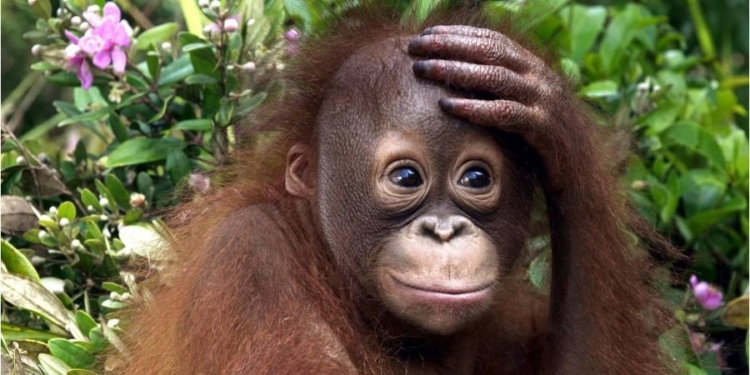 В Индонезии задержали россиянина, который пытался вывезти орангутанга в чемодане