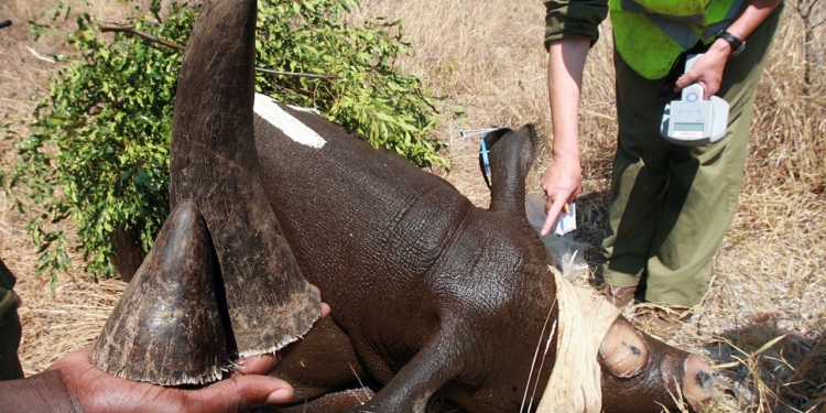 Фонд дикой природы WWF финансирует рейнджеров, которые убивают и пытают браконьеров и мирных жителей – СМИ