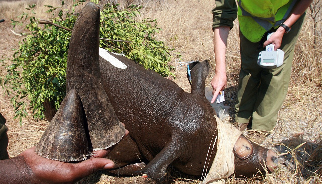 Фонд дикой природы WWF финансирует рейнджеров, которые убивают и пытают браконьеров и мирных жителей – СМИ