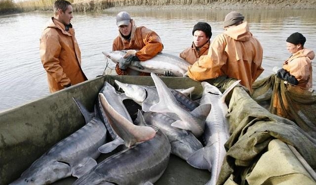 Выращенный в Ростовской области на бюджетные деньги осётр предпочёл уплыть в Украину