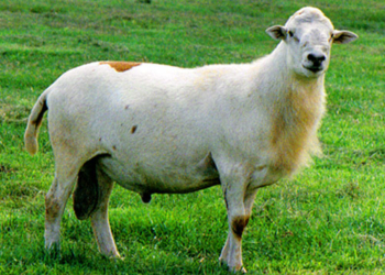 Овцы в офисе: американская компания наняла животных на работу