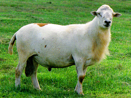 Овцы в офисе: американская компания наняла животных на работу 1