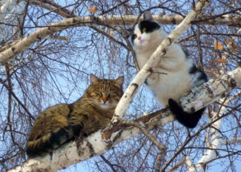 Завтра в Украине без осадков, температура до +6