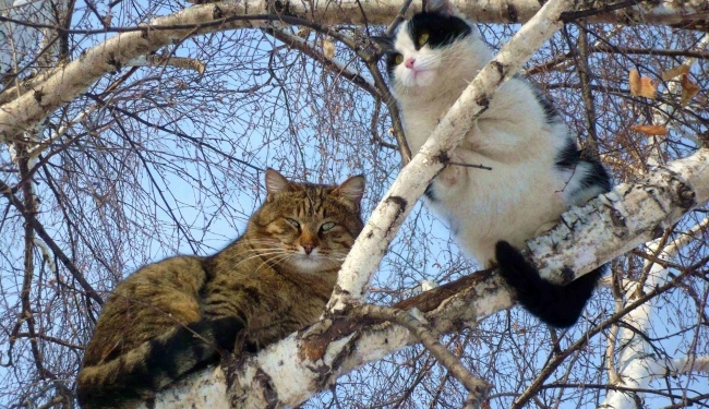 Завтра в Украине без осадков, температура до +6