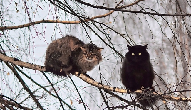 Завтра в Украине без осадков, температура до +6