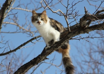 Завтра в Украине без осадков, температура до +15