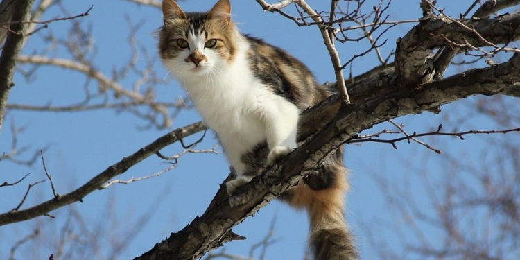 Завтра в Украине без осадков, температура до +15