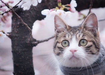 Завтра в Украине без осадков, температура до +6