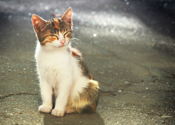 Завтра в Украине без осадков, температура до +15