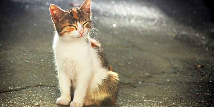 Завтра в Украине без осадков, температура до +15