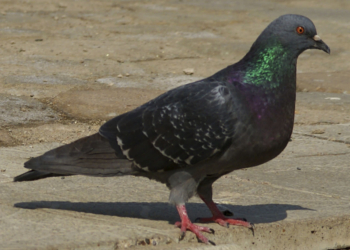 Иногда помощь нужна даже голубям. Николаевские спасатели не оставили в беде птицу