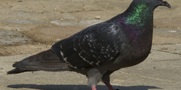 Иногда помощь нужна даже голубям. Николаевские спасатели не оставили в беде птицу