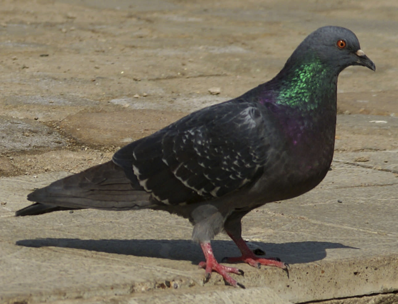 Иногда помощь нужна даже голубям. Николаевские спасатели не оставили в беде птицу