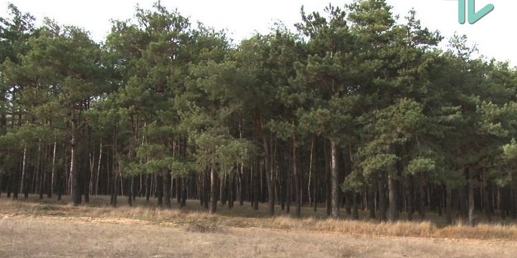 Популярный у николаевцев “Ташкентский” лес станет заказником