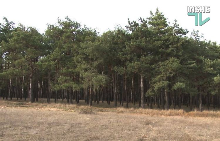 На Миколаївщині Держгеокадастр передав 15 га землі лісового фонду в комунальну власність як землі сільгосппризначення – прокуратура хоче все повернути